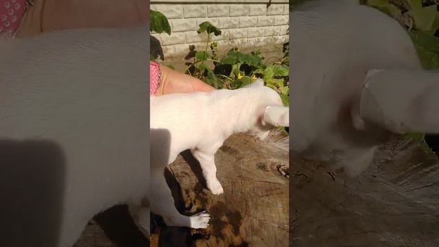 белый красивый щенок чихуахуа Адам продам Симферополь Кастропуло