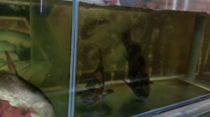 Вьетнамская еда в кафе морепродукты