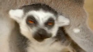 Лемуры катта.