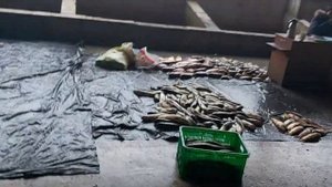 Чиназ рыбный базар. Самый большой рыбный рынок в Узбекистане. Цены 5 января 2022 года на рыбу.