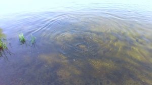 Рыбалка на Енисее. Спиннинг. Окунь и щука. MATAGI TR69 Super Rozy Figaro.