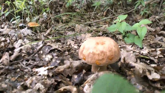 ПЕРВЫЙ РАЗ за БЕЛЫМИ в этом году смотреть онлайн