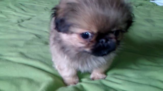 Томми в возрасте 2 месяцев смотреть онлайн