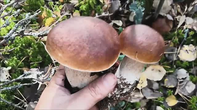 Видео сбора белых грибов в лесу. Грибной сезон 2022 года оказался одним из лучших за последние годы! смотреть онлайн