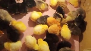 Цыплятам сутки/Чем кормить и как содержать суточных цыплят/Отдаю адлерских цыплят в другое хозяйств
