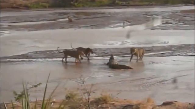 Версус животных смотреть онлайн