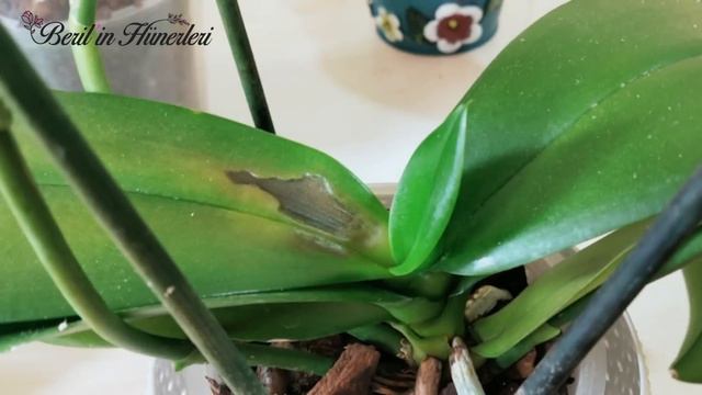 Orkide de Yaprak Hastalıkları, Orkide de Yaprak Sararması nedenleri ve tedavisi, Orkide Bakımı смотреть онлайн