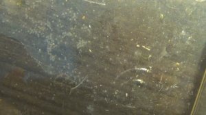 Мальки Данио продолжают расти! Результат повторного нереста, сколько икры? Новости с разводни.