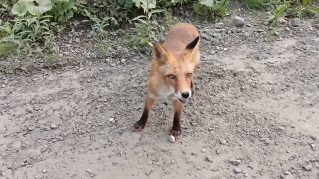 В поисках плато