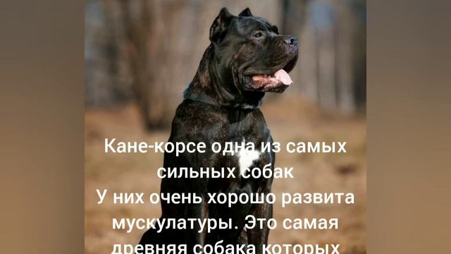 Самые опасные собаки 