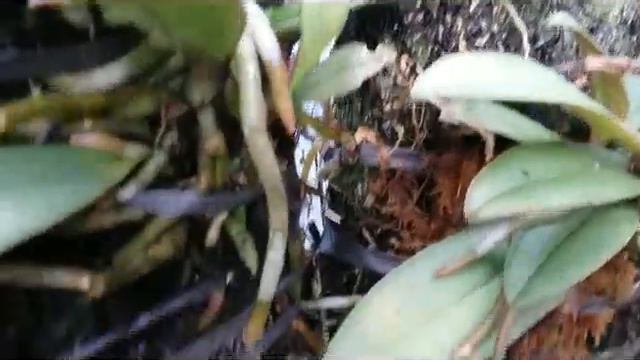 Phalaenopsis pulcherrima, species of orchid, no bloom still a beauty смотреть онлайн