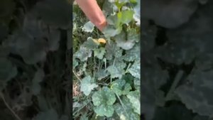 Собаки очень рады гостям, да и тоже. #приютдлясобак  #animalshelter