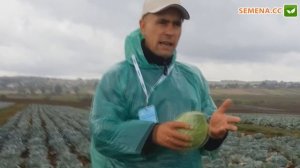 Куизор F1 капуста (Syngenta) день поля 2012 год