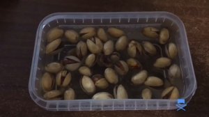 Проращивание фисташки из солёных семян.