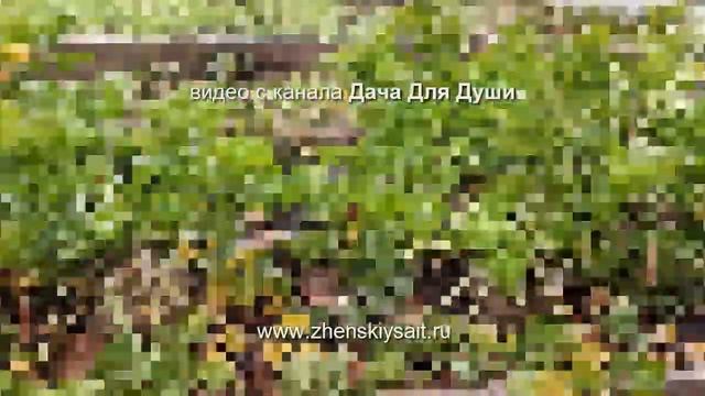 ГДЕ и КАК правильно хранить СЕЛЬДЕРЕЙ? смотреть онлайн