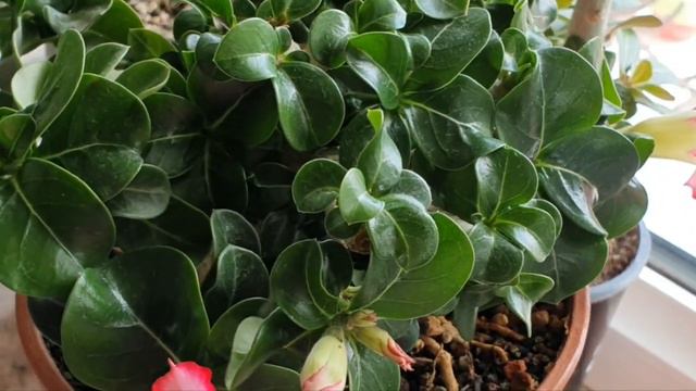 Божественный Light Chiffon. МИНИ Адениум и другие.. смотреть онлайн