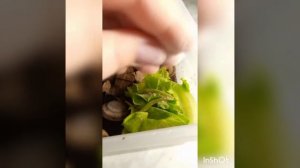 Караколусы. Содержание в домашних условиях