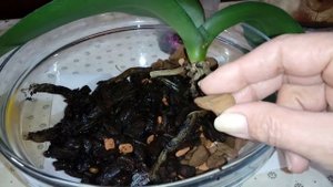 ГРУНТ - УБИЙЦА для орхидей | Часть #1