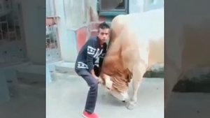 Взял быка за рога