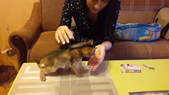 О том как давали Берте таблетку от глистов смотреть онлайн