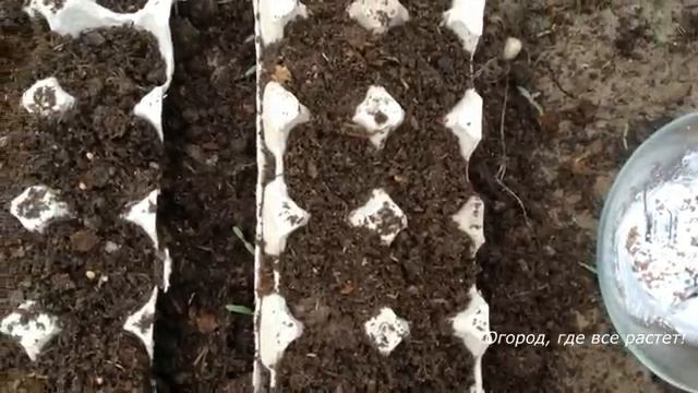 Редиска. Удивительный способ посадки.mp4 смотреть онлайн