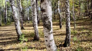 Челябинск. Осенний Русский лес. Берегите природу люди!!!    03.10. 2022г