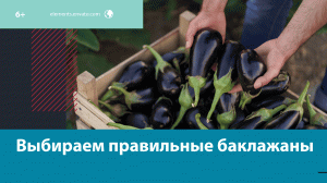 Как правильно выбрать баклажаны? — Москва FM