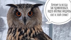 Погода решила, что мне не надо в Москву. Ну ладно, остаёмся зимовать с совами. УГУ вернулись!