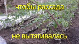 Что делать чтобы рассада не вытягивалась и не перерастала