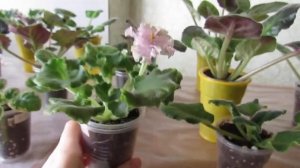 Что нужно фиалкам сейчас! Спеши успеть до лета! После прут здоровые корни и фиалка не болеет!