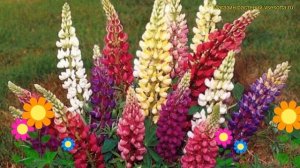 Люпин многолистный Галлери Микс. Краткий обзор, описание lupinus polyphyllus Gallery Mix