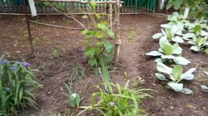 Сердце кровью обливается.  |День 48