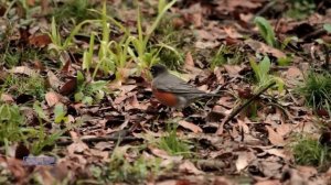 Autumn Slumber - Fariborz Lachini