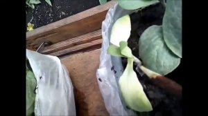 Прививка, способы прививок, огурец, дыня, арбуз.