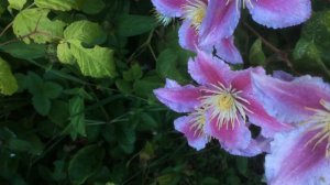 Clématite à grandes fleurs roses 'Clematis' Les fleurs se chevauchent