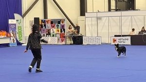 Чемпионат РКФ,чемпионат Санкт-Петербурга, Всероссийские соревнования по танцам с собаками