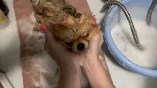 Купание шпица дома