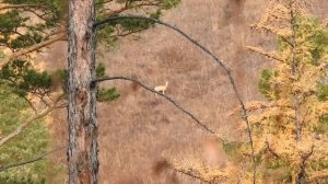 СМОТРЕТЬ ВСЕМ охотникам. Реальная охота на косулю с подхода