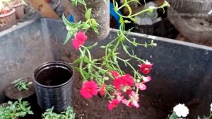 Немезия вегетативная. Ампельная или кустовая?! В рассаде.