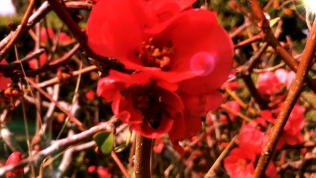 Весна 2020 | Весеннее настроение | Как отвлечься от негатива | Anna Arden смотреть онлайн