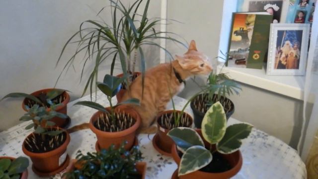 Травоядный кот смотреть онлайн