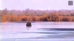 Приколы охота на кабана по льду  Часть 8