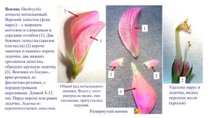 6. ЭСПАРЦЕТ ПЕСЧАНЫЙ