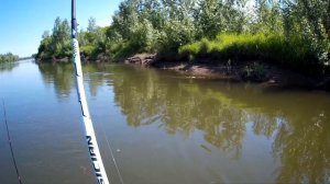 ГОЛАВЛЬ СХОДИТ С УМА С ЭТОЙ НАЖИВКИ. Крупный голавль на медведку