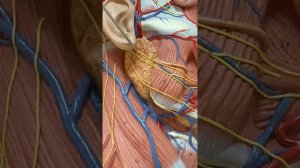 Слюнные железы Язык Анатомия человека ( Пищевод )