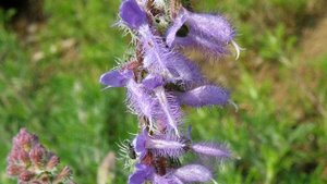 Цветы сальвия (salvia) или шалфей — характеристики многолетнего растения