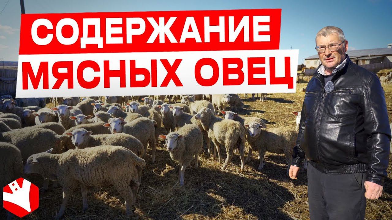 Мясное овцеводство | Разведение и содержание овец | КУЛЬТИВАТОР