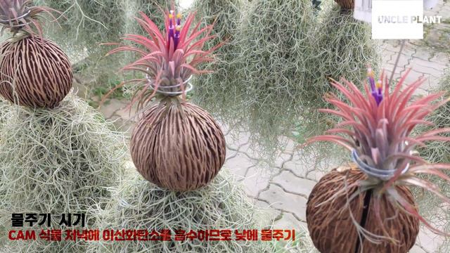 틸란드시아 이오난사 키우기 🍒 행잉플랜트 키우기 💐 Tillandsia forma Ionantha 🌱 Air plant смотреть онлайн