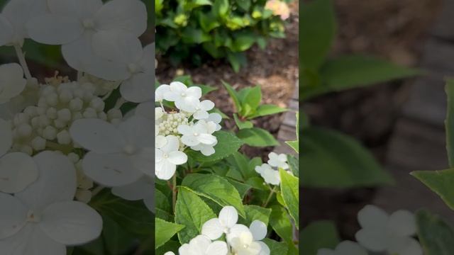 HYDRANGEA PANICULATA “POLESTAR”. НАЧАЛО ЦВЕТЕНИЯ! #hydrangea #гортензия #гортензія