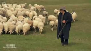 De-Globalisierung - Schäfer in Niederbayern - Ein Leben im Dienst der Schafe